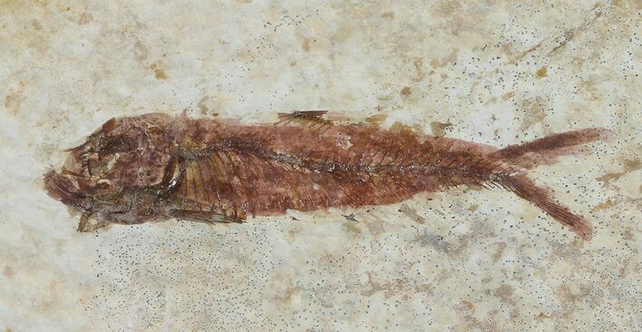 Knightia Fossil Fish - Wyoming #67361